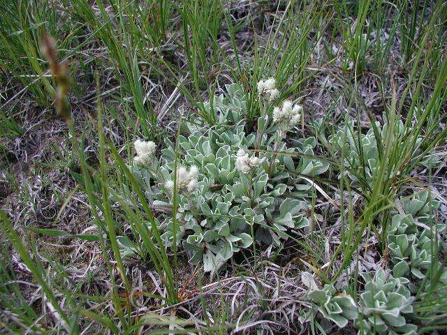 Imagem de Antennaria parvifolia Nutt.