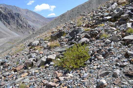 Image of Salix alatavica Kar. & Kir. ex Stschegl.