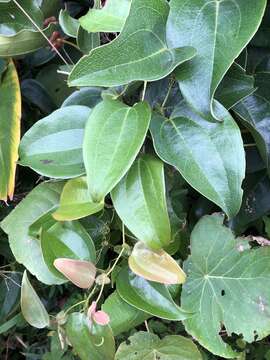 Image of Smilax ocreata A. DC.