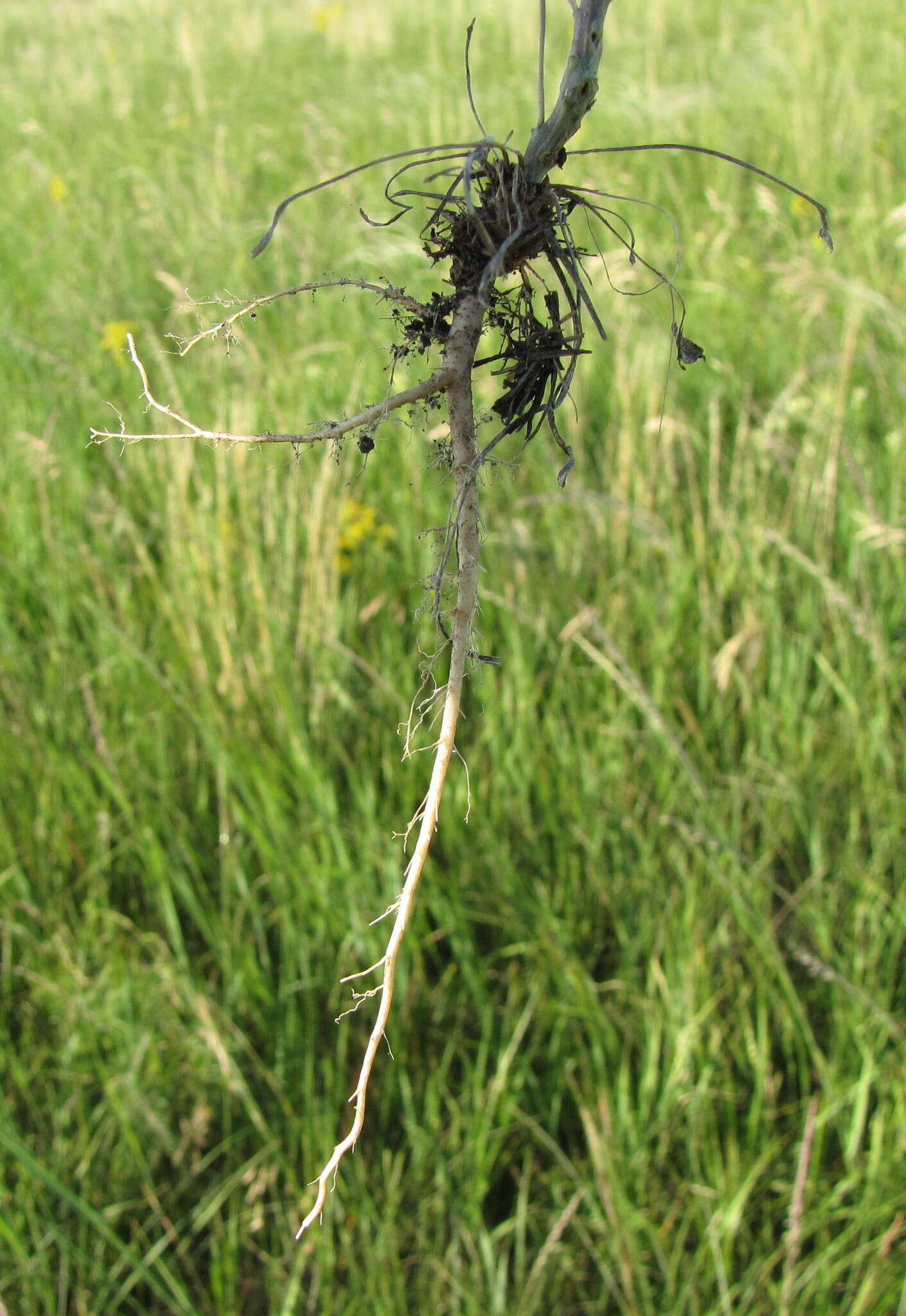 Image of Linaria biebersteinii Besser