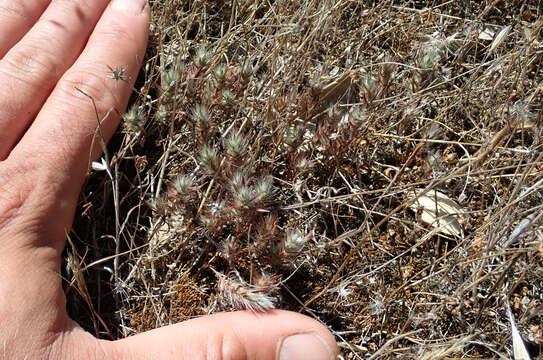 Image of Scotts Valley Polygonum