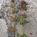 Image of Pedicularis mollis Wall. ex Benth.