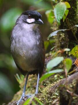 Image of Jocotoco Antpitta