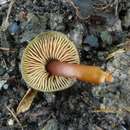 Imagem de Hygrocybe fuscoaurantiaca (G. Stev.) E. Horak 1971