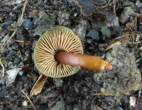 Image of Hygrocybe fuscoaurantiaca (G. Stev.) E. Horak 1971