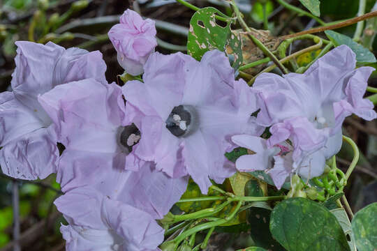 Plancia ëd Ipomoea batatoides Choisy