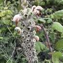 Image of Phlomoides loasifolia (Benth.) Kamelin & Makhm.