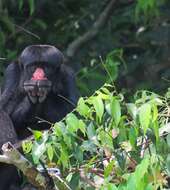 Image of Red-nosed Bearded Saki