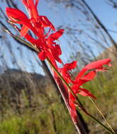 Image de Tritoniopsis caffra (N. E. Br.) Goldblatt & J. C. Manning