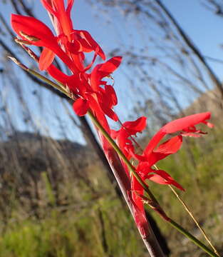 Image de Tritoniopsis caffra (N. E. Br.) Goldblatt & J. C. Manning