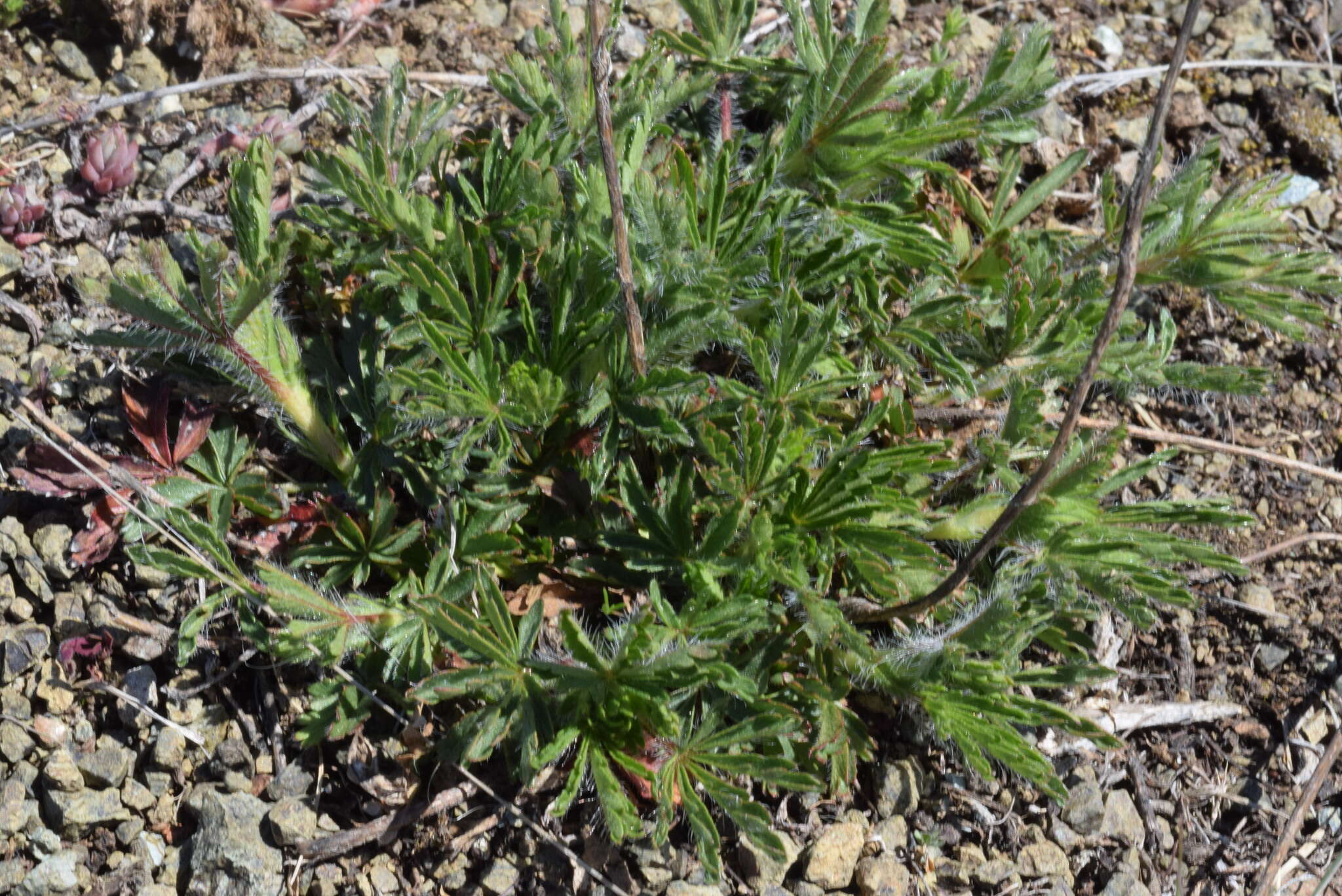 Image of Potentilla heptaphylla L.