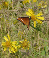 صورة Danaus (Anosia) gilippus Cramer 1775