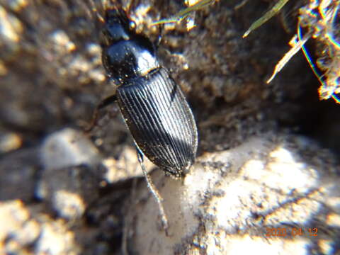 Anisodactylus (Anisodactylus) binotatus (Fabricius 1787) resmi