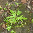 Ficus lateriflora Vahl的圖片