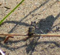 Image de Cicindela (Cicindela) formosa generosa Dejean 1831