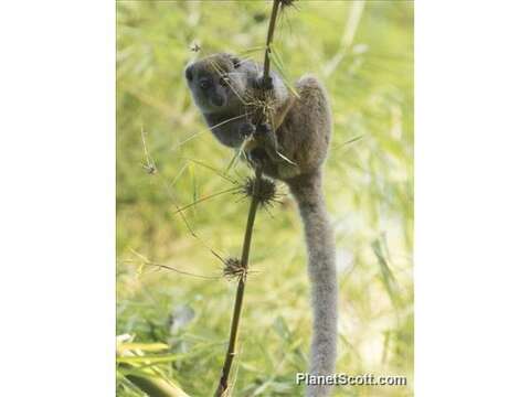 Image of Sambirano Bamboo Lemur