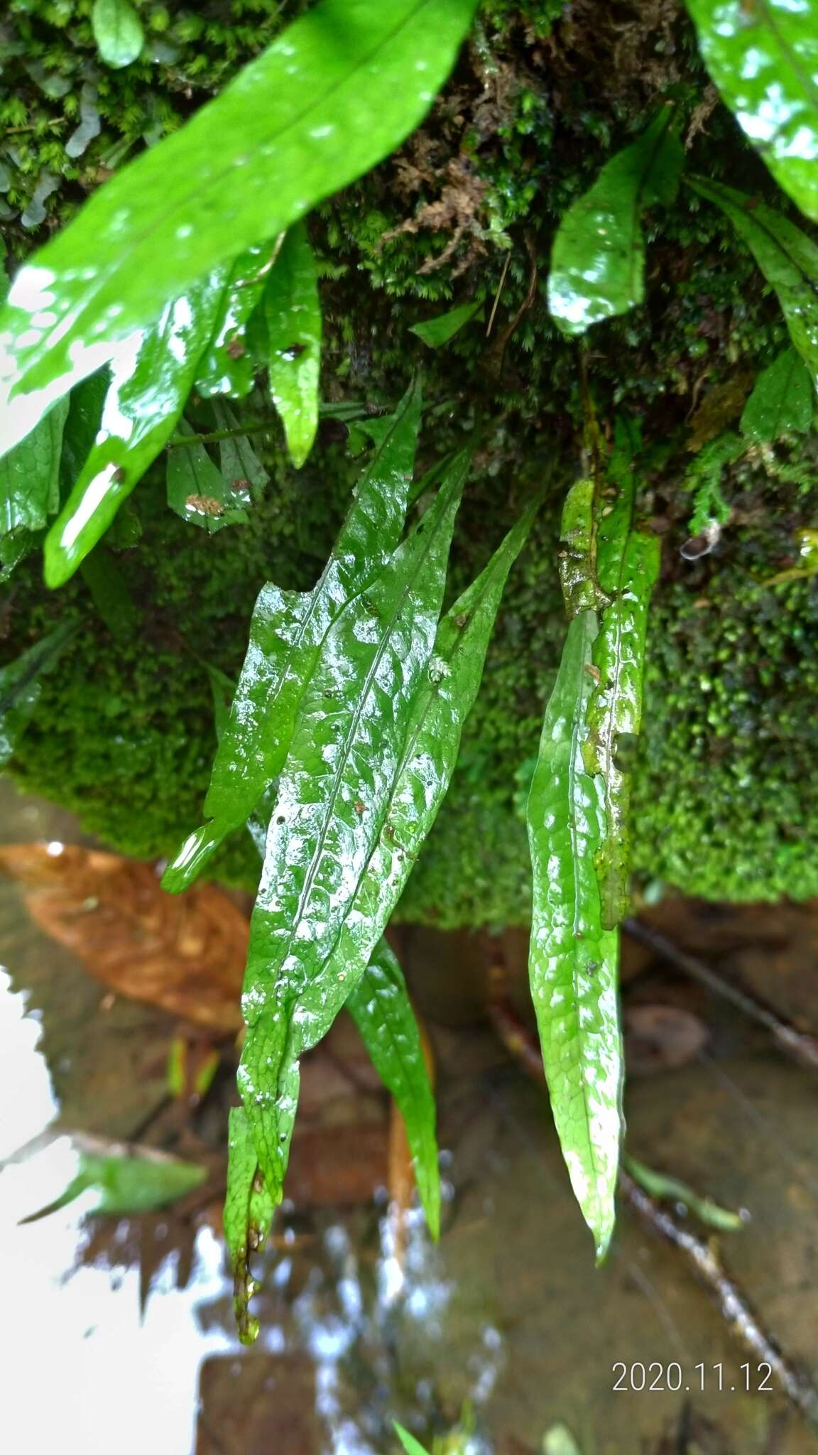 Imagem de Leptochilus pteropus (Bl.) Fraser-Jenk.