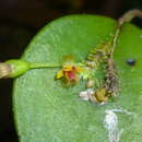 Image de Lepanthes appendiculata Ames