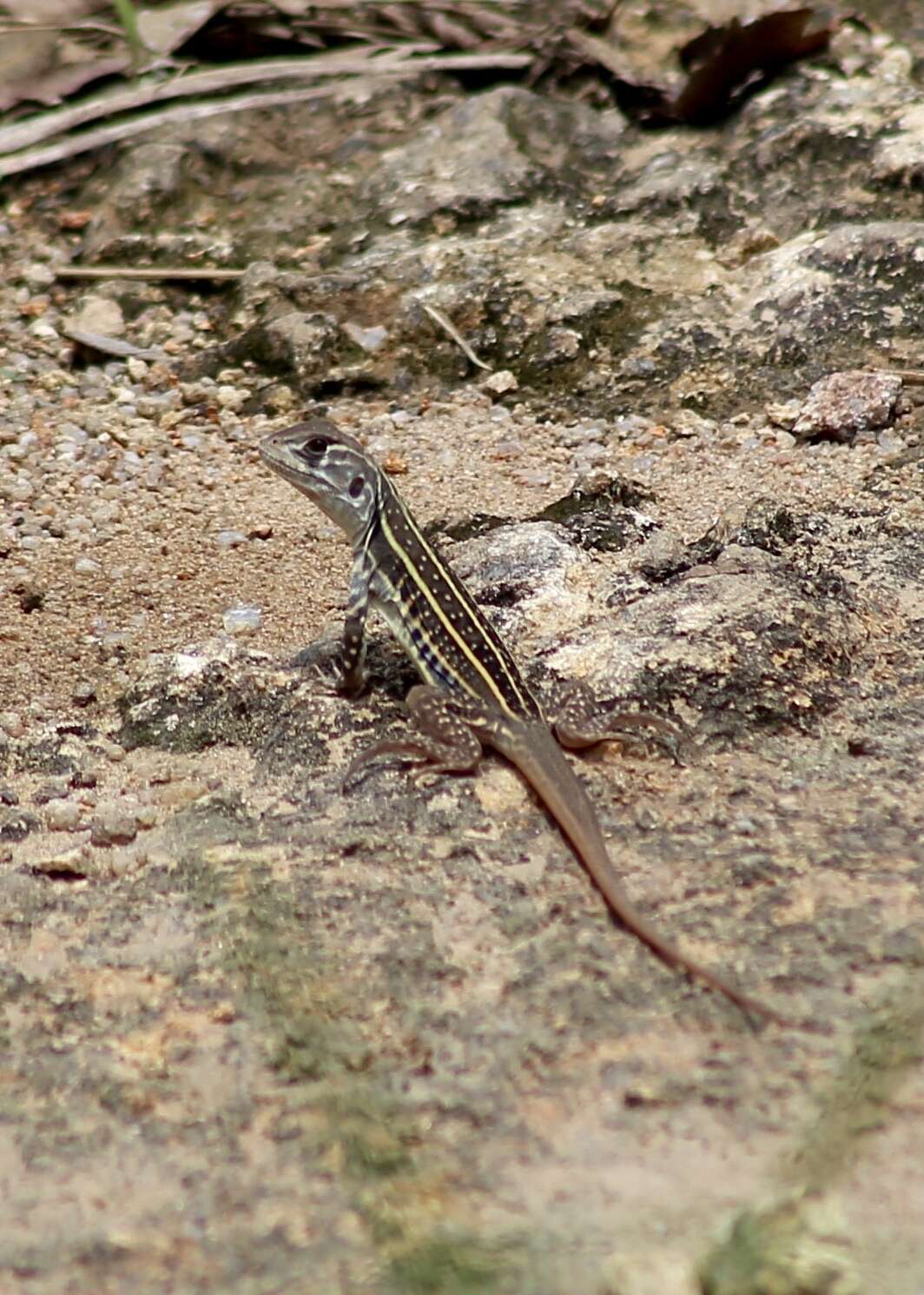Image of Common Butterfly Lizard