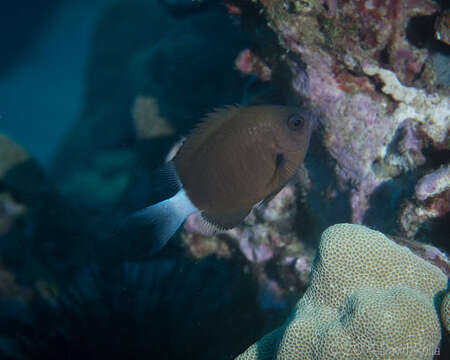 Слика од Pycnochromis hanui (Randall & Swerdloff 1973)