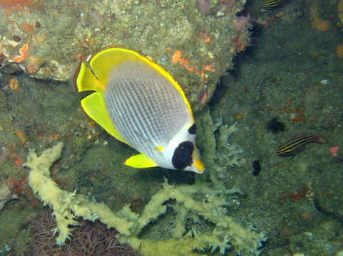 صورة Chaetodon adiergastos Seale 1910