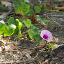 Imagem de Ipomoea abrupta R. Br.