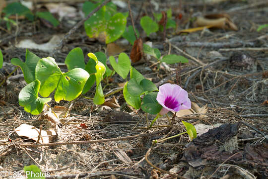 Image of Ipomoea abrupta R. Br.