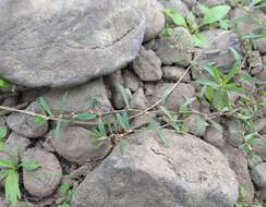 Image of Polygonum humifusum Mert. ex C. Koch