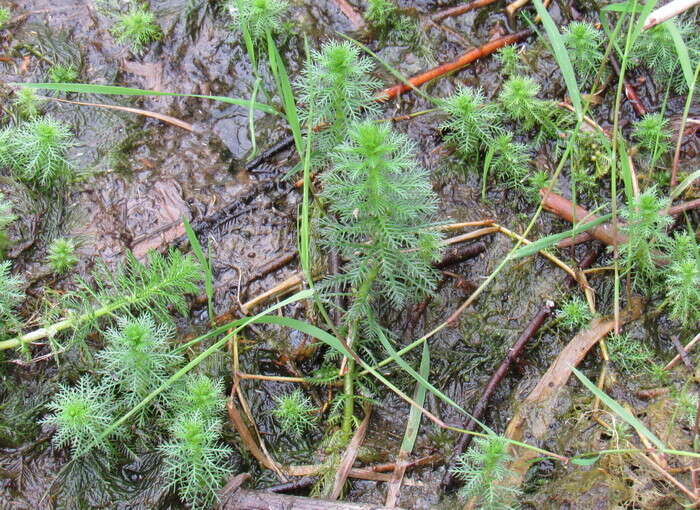 Слика од Myriophyllum verticillatum L.