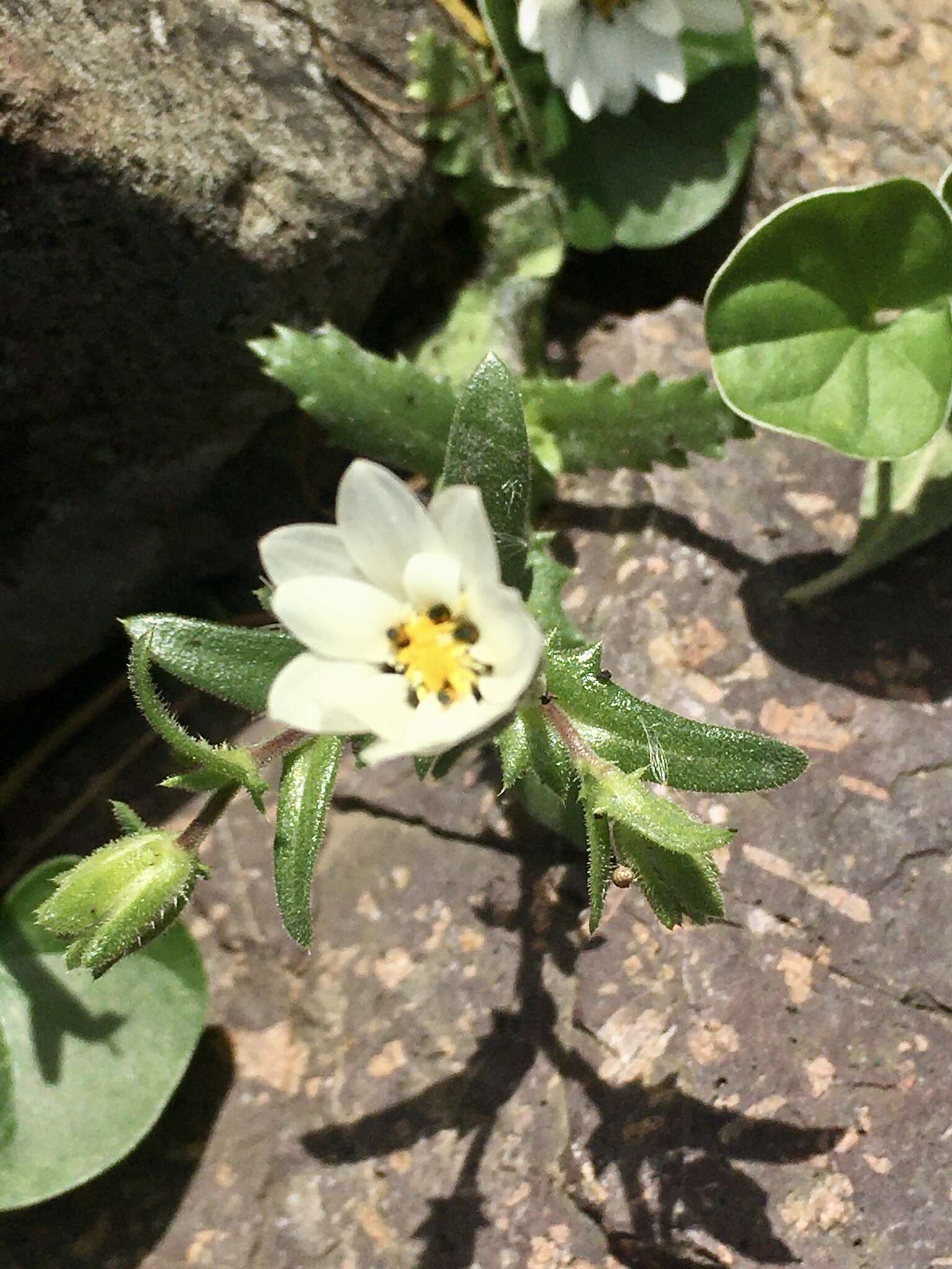 Sivun Perezia multiflora subsp. sonchifolia (Baker) Vuilleum. kuva