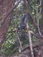 Image of North Sumatran Leaf Monkey