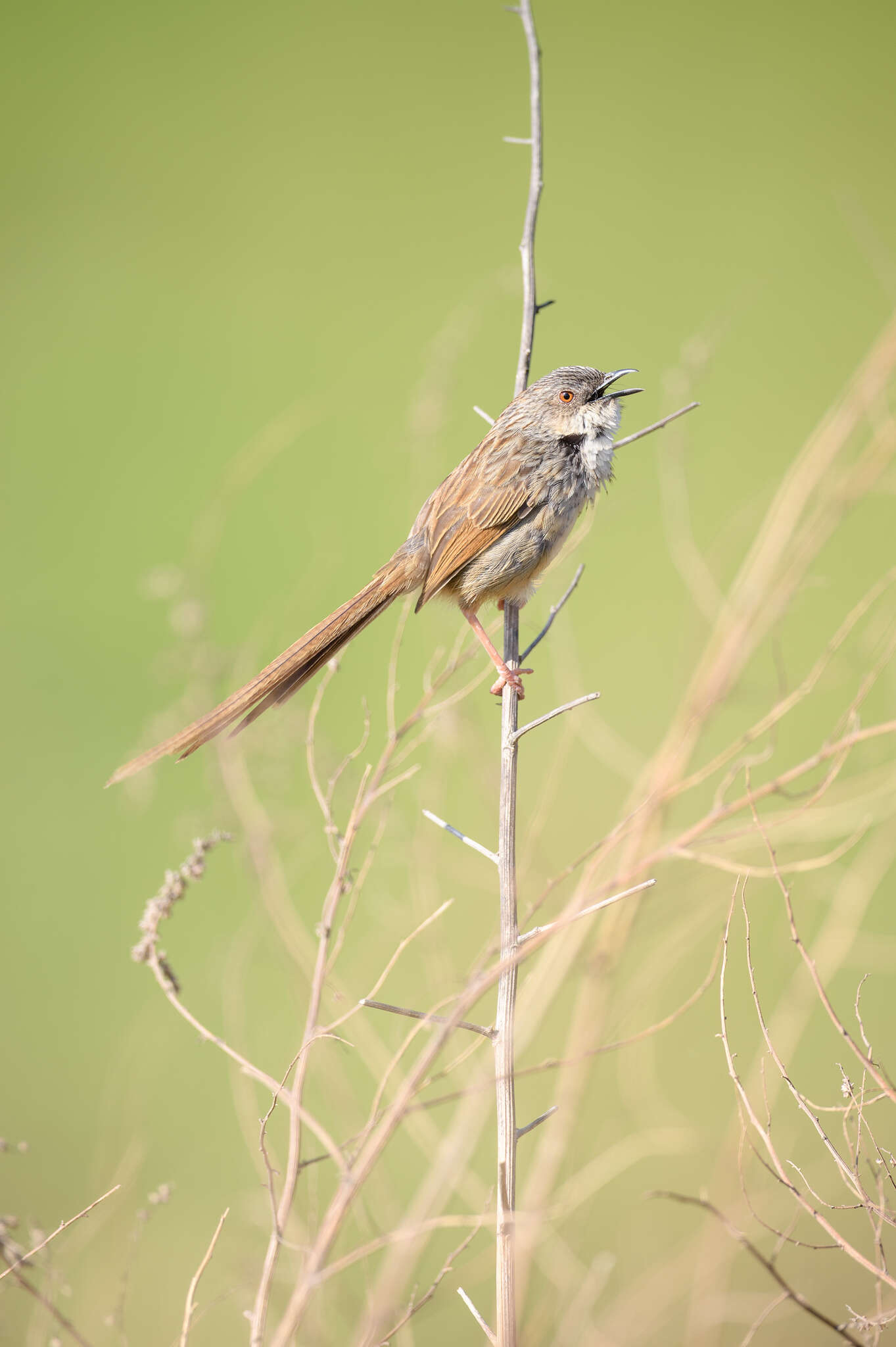 Image of Himalayan Prinia