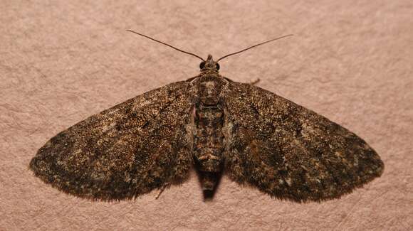 Image of Eupithecia cocciferata Millière 1864