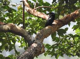 Image of Hair-crested Drongo