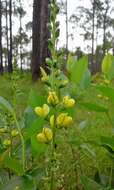 Слика од Baptisia simplicifolia Croom