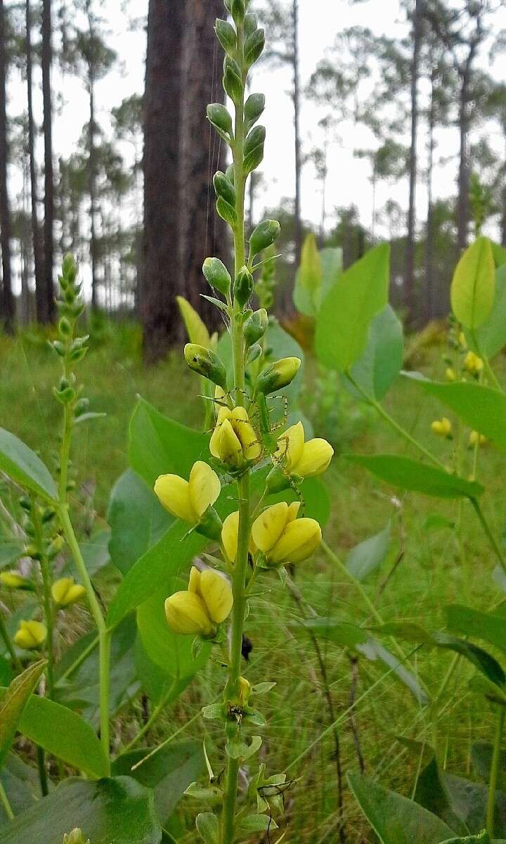 Слика од Baptisia simplicifolia Croom