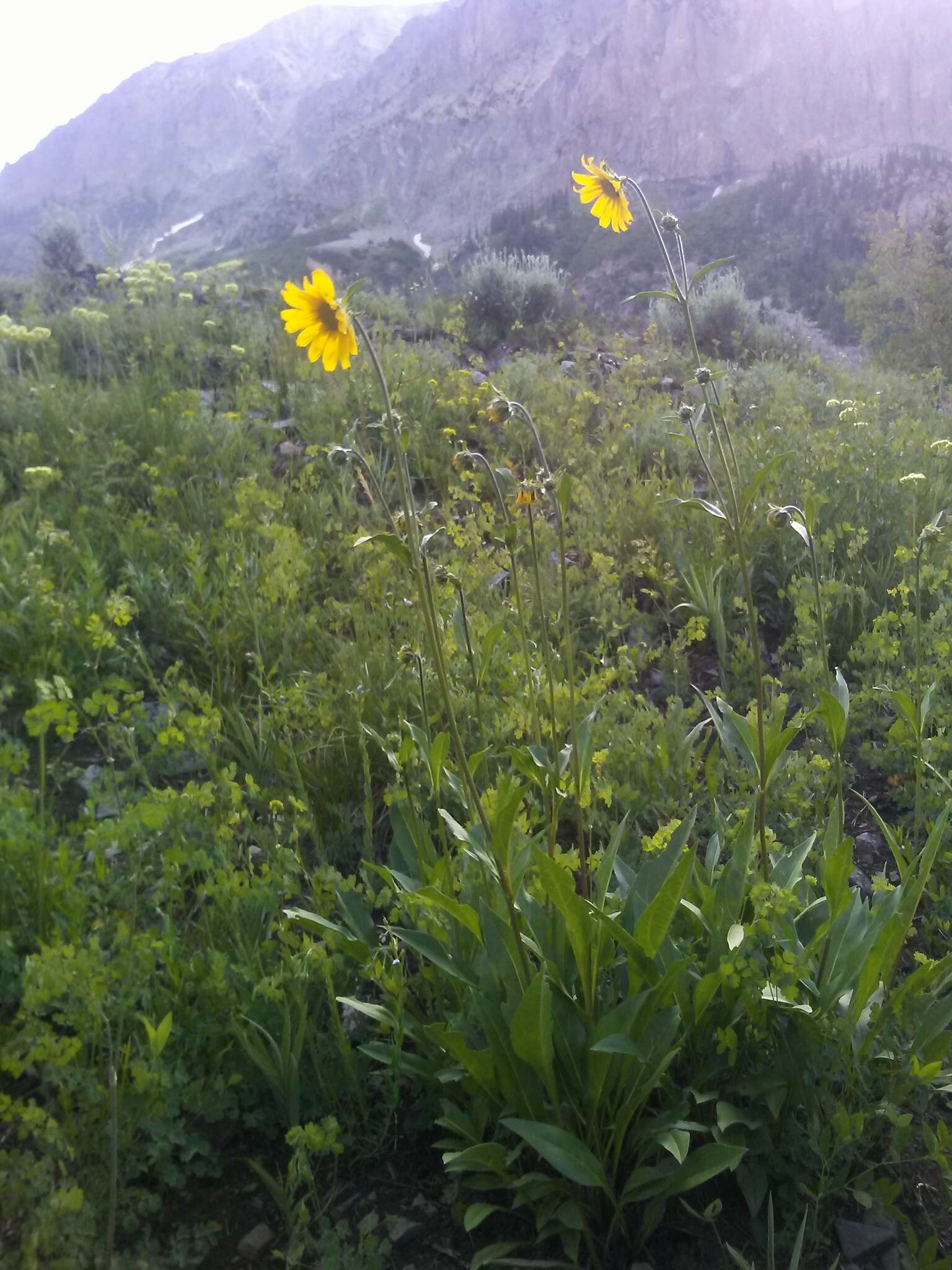 Plancia ëd Helianthella quinquenervis (Hook.) A. Gray