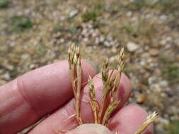 Image of early hair-grass