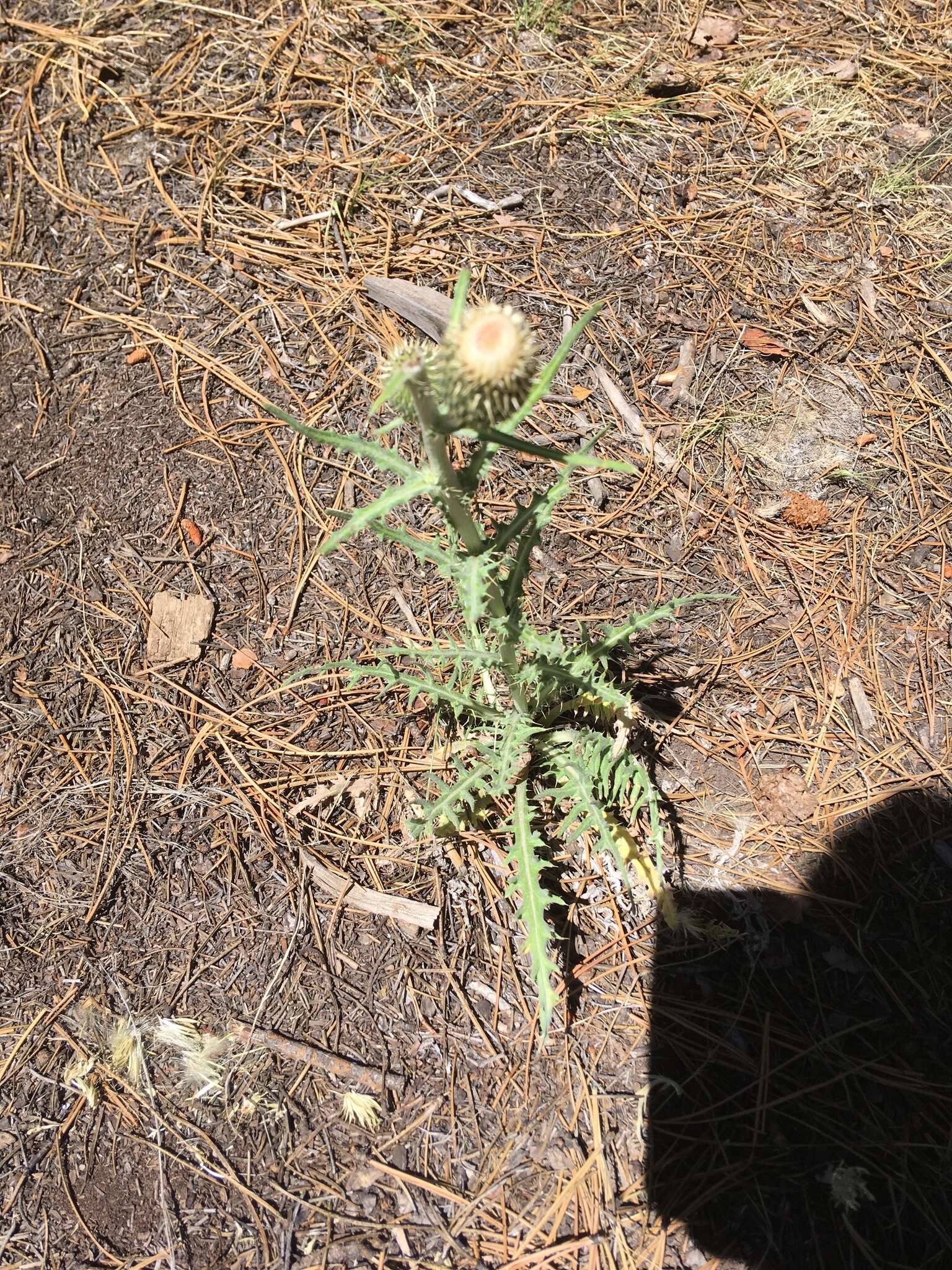 Image of prairie thistle