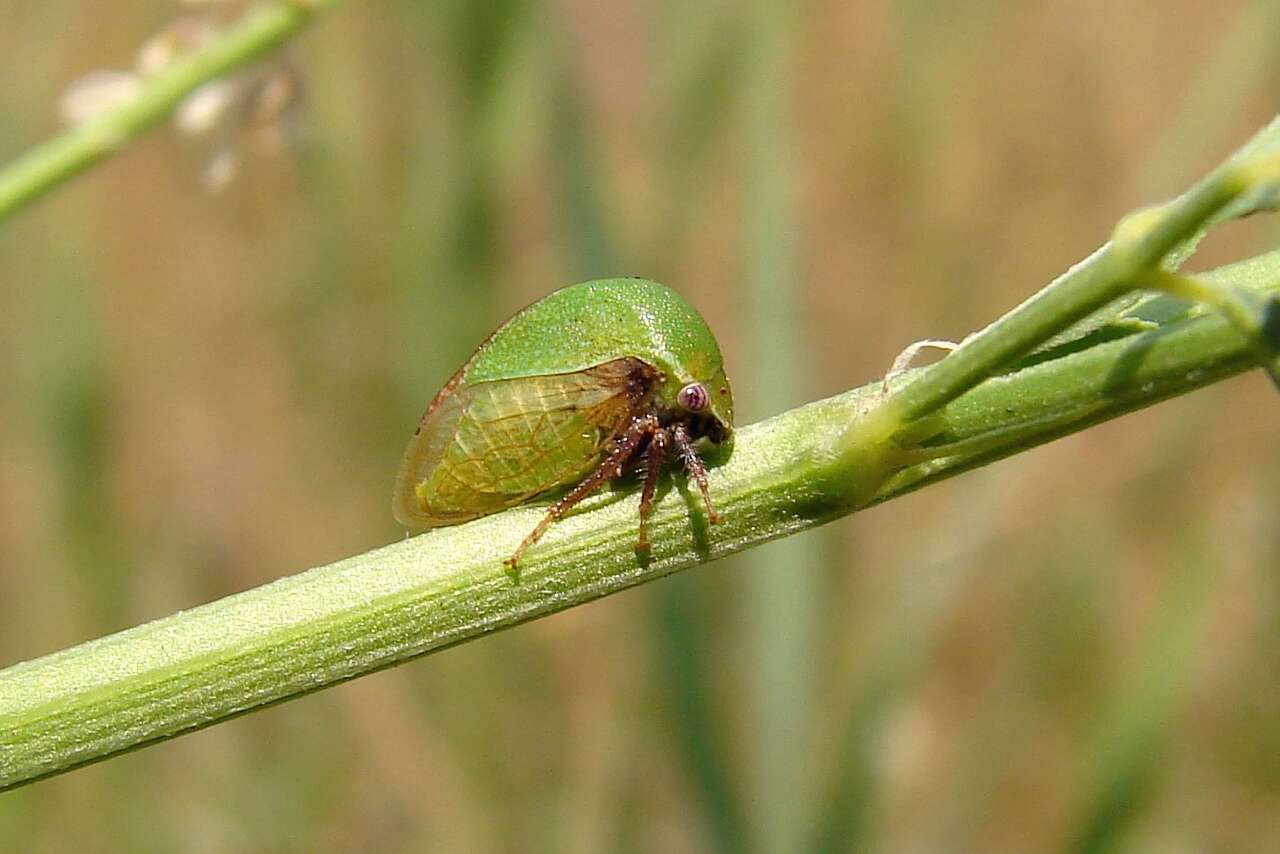 Image of Stictocephala lutea Walker