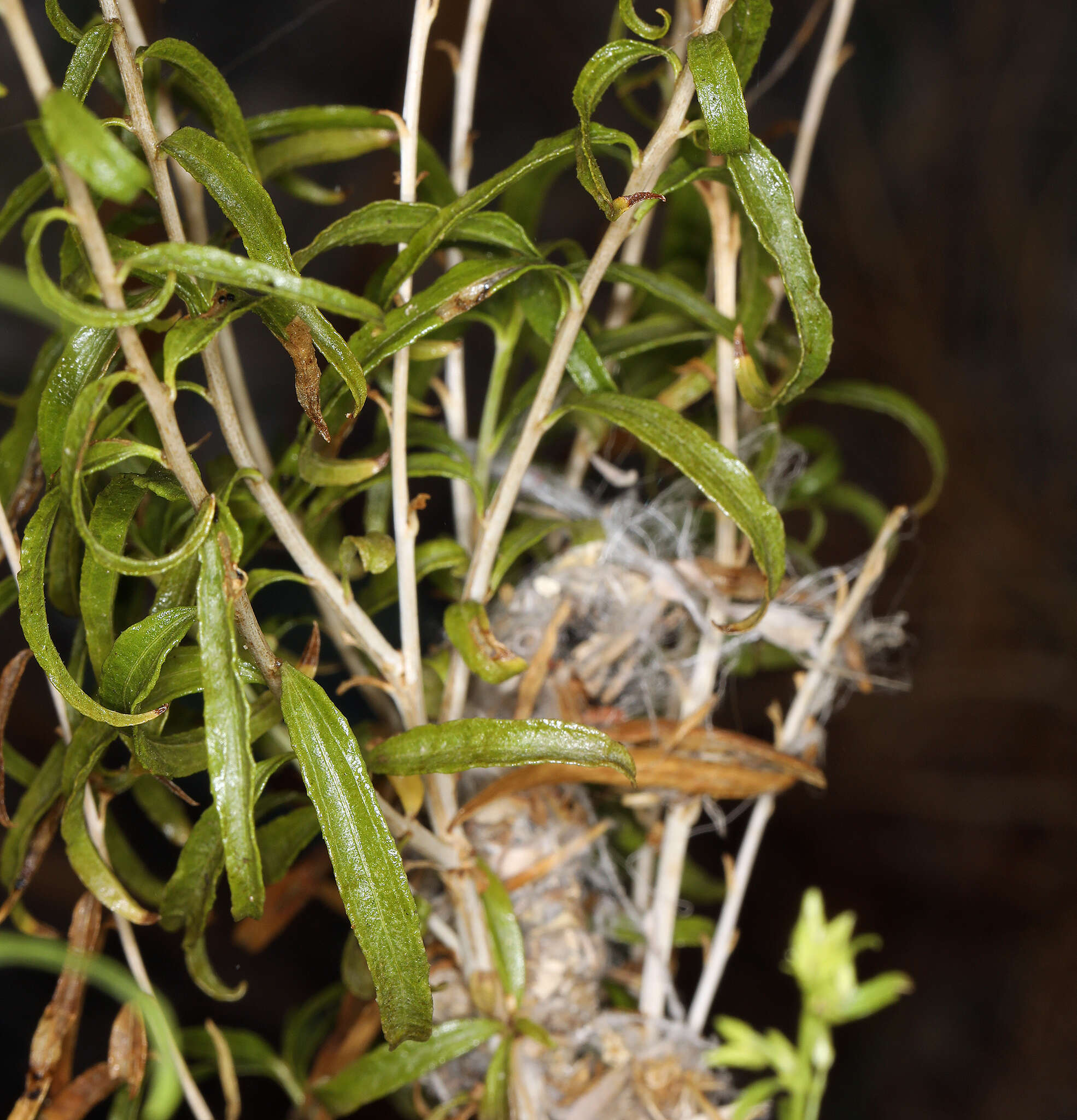 Imagem de Brickellia longifolia var. multiflora (Kellogg) A. Cronq.