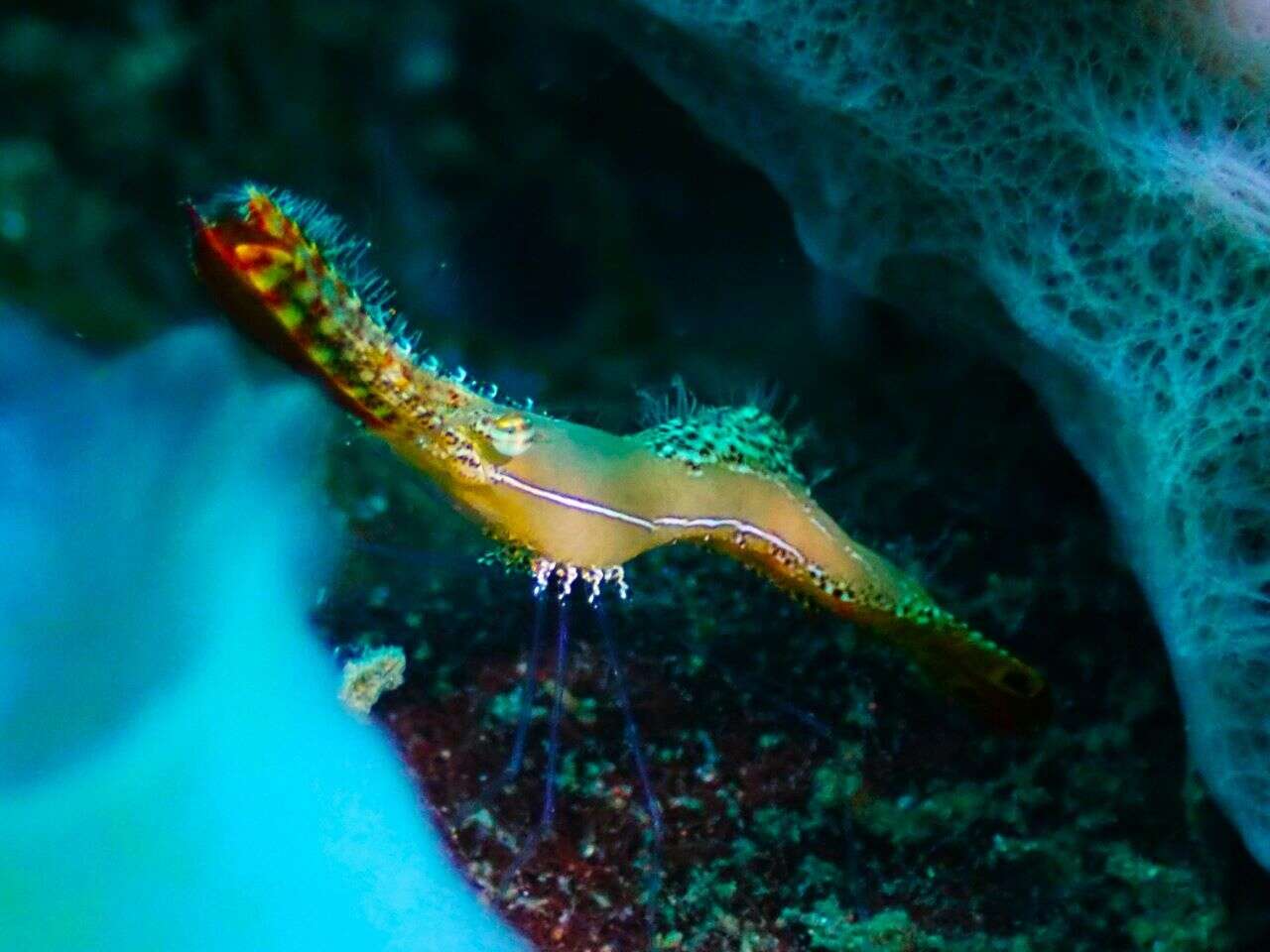 Image de Leander plumosus Bruce 1994