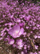 Image of speckled clarkia