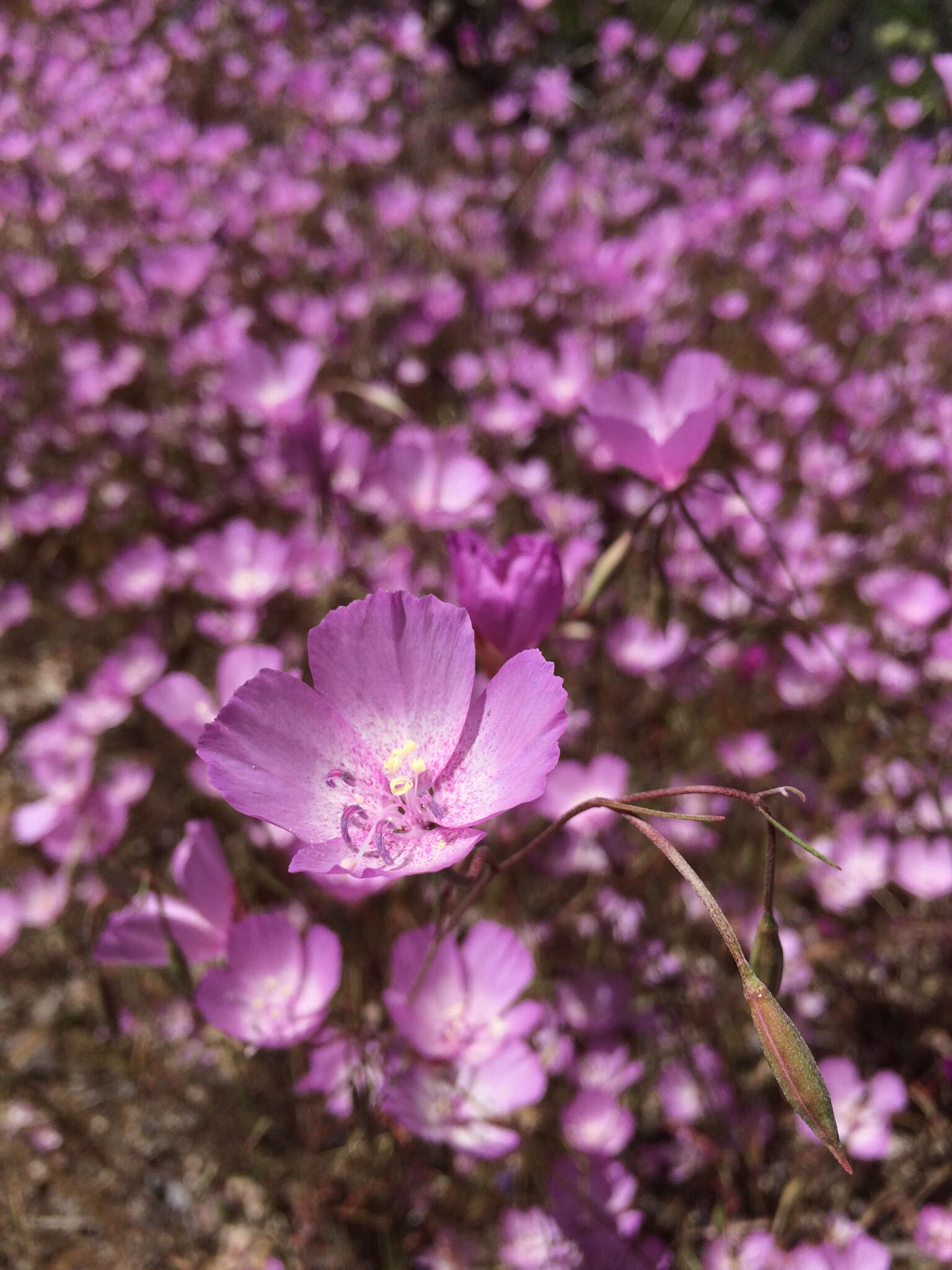 Plancia ëd Clarkia cylindrica subsp. cylindrica