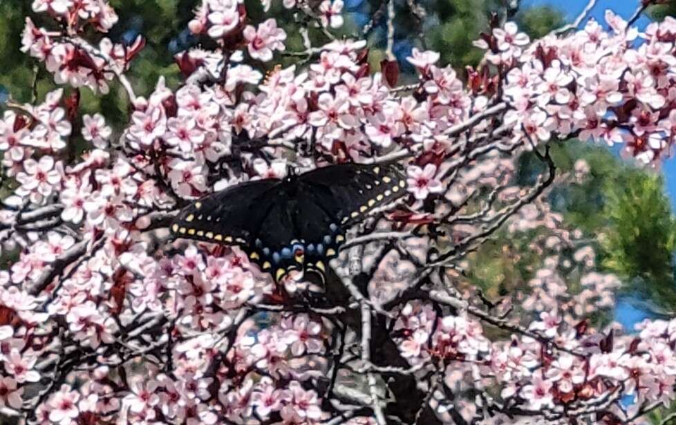 Imagem de <i>Papilio machaon bairdii</i>