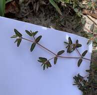 صورة Euphorbia cumulicola (Small) Oudejans