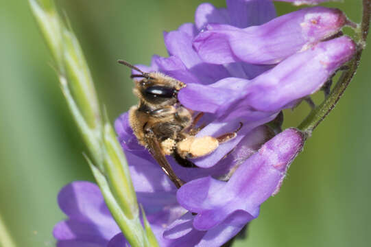 Image of Andrenine bee