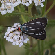 Image of Ctenucha cressonana Grote 1863