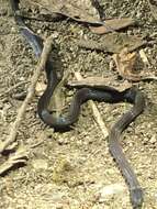 Image of Cope's Tropical Ground Snake