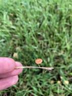 Marasmius graminum (Lib.) Berk. 1860的圖片